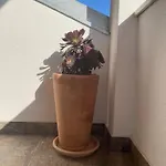 Apartmán Flavia *